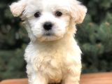 Üst Düzey Morkie Yavrumuz