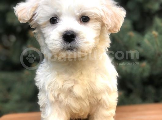 Üst Düzey Morkie Yavrumuz görsel