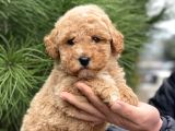 Malti̇poo F2 En İyi̇ Görsel