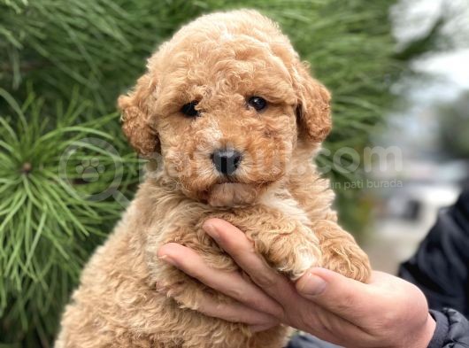 Malti̇poo F2 En İyi̇ Görsel görsel