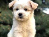 Orjinal Maltıpoo
