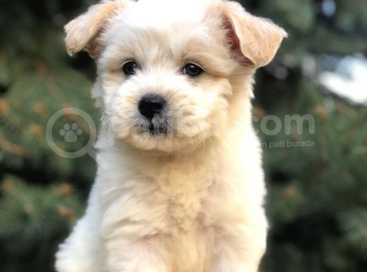 Orjinal Maltıpoo görsel