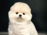 Yavru Patiler Güvencesiyle Pomeranian Yavruları