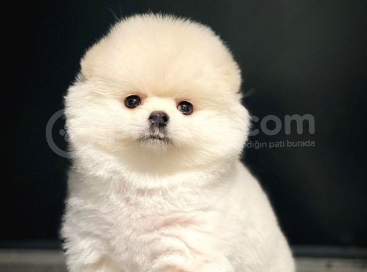 Yavru Patiler Güvencesiyle Pomeranian Yavruları görsel