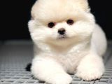 Yavru Patiler Güvencesiyle Pomeranian Yavruları