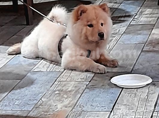 Cin Aslanı 3 Aylık Yavru  Tuvalet Eğitimini Öğrendi görsel