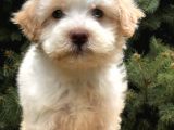 Orjinal Mavi Gözlü Maltıpoo Yavrumuz
