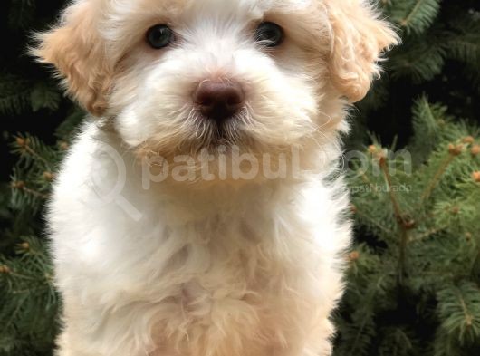 Orjinal Mavi Gözlü Maltıpoo Yavrumuz görsel