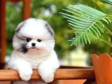 Yavru Patiler Güvencesi Ile Yeni Gelen Tedybear Pomeranian