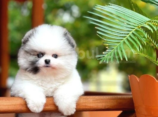 Yavru Patiler Güvencesi Ile Yeni Gelen Tedybear Pomeranian görsel