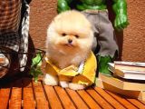 Yavru Patiler Güvencesi Ile Yeni Gelen Tedybear Pomeranian Yavrularımız