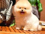 Yavru Patiler Güvencesi Ile Yeni Gelen Tedybear Pomeranian Yavrularımız