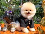 Yavru Patiler Güvencesi ile Yeni Gelen Tedybear Pomeranian Yavrularımız