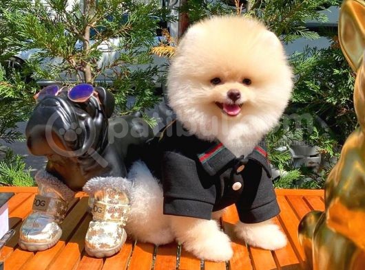 Yavru Patiler Güvencesi Ile Yeni Gelen Tedybear Pomeranian Yavrularımız
