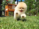 Yavru Patiler Güvencesi Ile Yeni Gelen Tedybear Pomeranian Yavrularımız