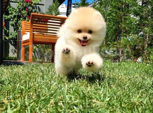 Yavru Patiler Güvencesi Ile Yeni Gelen Tedybear Pomeranian Yavrularımız görsel