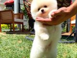 Yeni Gelen Tedybear Pomeranian Yavrularımız