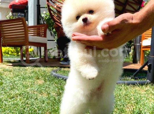 Yeni Gelen Tedybear Pomeranian Yavrularımız görsel