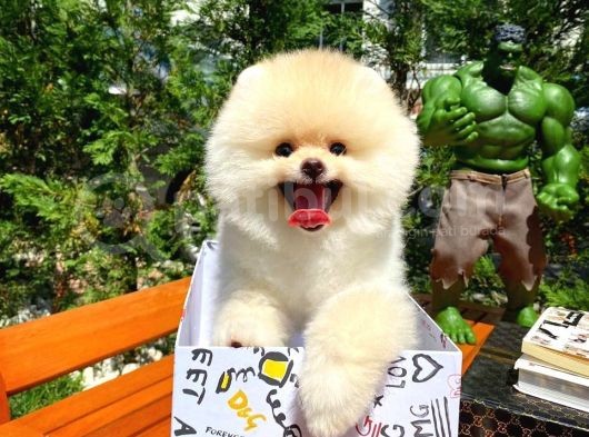 Yeni Gelen Tedybear Pomeranian Yavrularımız