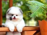 Yavru Patiler Güvencesi ile Yeni Gelen Tedybear Pomeranian