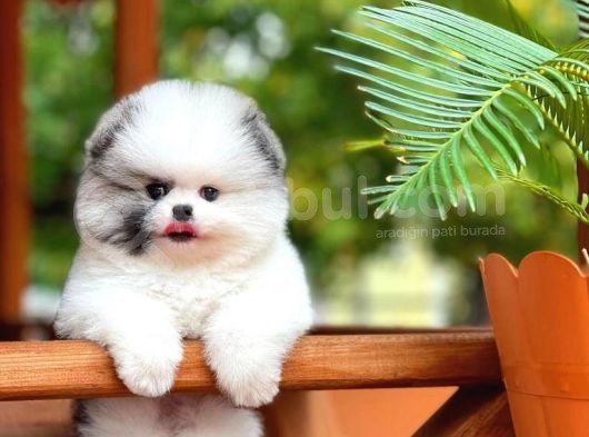 Yavru Patiler Güvencesi Ile Yeni Gelen Tedybear Pomeranian