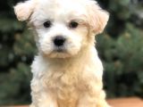 Üst Düzey Morkie Yavrumuz