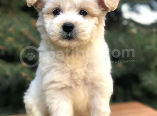 Orjinal Maltıpoo