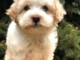 Orjinal Mavi gözlü Maltıpoo yavrumuz