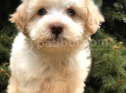 Orjinal Mavi Gözlü Maltıpoo Yavrumuz