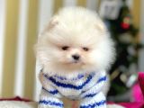 Ayı Surat Sevimli Boo Pomeranian Yavrular