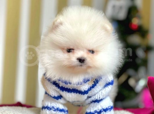 Ayı Surat Sevimli Boo Pomeranian Yavrular