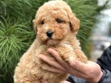 Malti̇poo F2 En İyi̇ Görsel