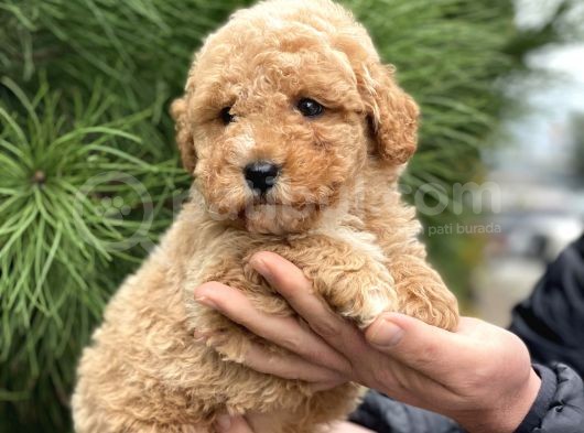 Malti̇poo F2 En İyi̇ Görsel görsel