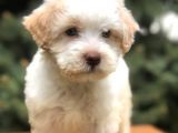 Orjinal Mavi Gözlü Maltıpoo Yavrumuz