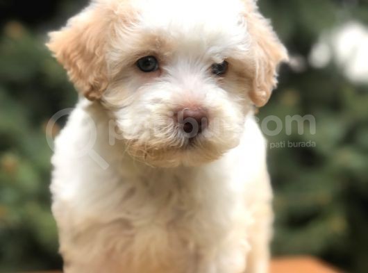Orjinal Mavi Gözlü Maltıpoo Yavrumuz görsel