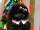 Üst Kalite Black Dişi Pomeranian Yavrumuz