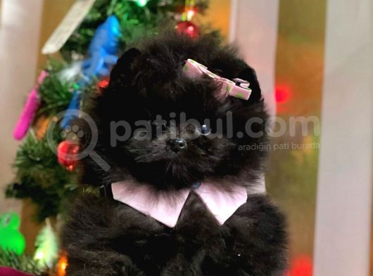 Üst Kalite Black Dişi Pomeranian Yavrumuz görsel