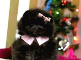 Üst Kalite Black Dişi Pomeranian Yavrumuz
