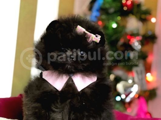 Üst Kalite Black Dişi Pomeranian Yavrumuz görsel