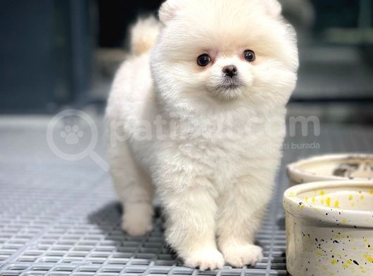 Yavru Patiler Güvencesiyle Pomeranian Yavruları görsel
