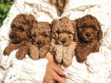 Red Brown Toy Poodle Yavrular
