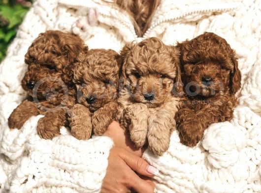 Red Brown Toy Poodle Yavrular