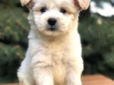 Orjinal Maltıpoo