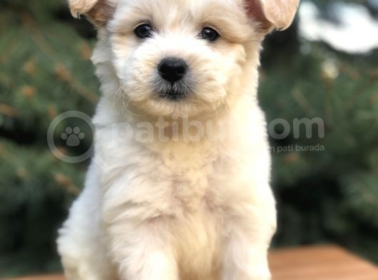 Orjinal Maltıpoo görsel