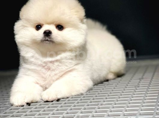 Yavru Patiler Güvencesiyle Pomeranian Yavruları görsel