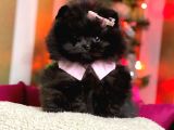 Üst Kalite Black Dişi Pomeranian Yavrumuz