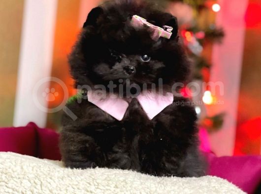 Üst Kalite Black Dişi Pomeranian Yavrumuz görsel