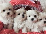 Maltese Sevimli Mini Boy Yavrular