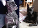 Safkan Blue