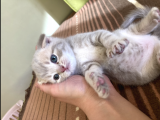 Scottish Fold Bebeğimiz